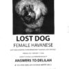 female havanese lost dog copy